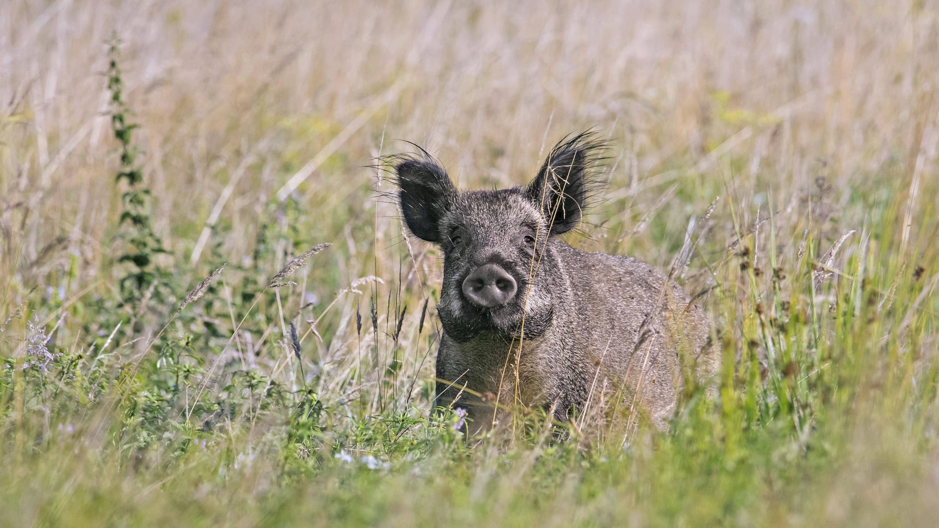 Ein Wildschwein (Symbolbild): Das Tier starb am Unfallort.