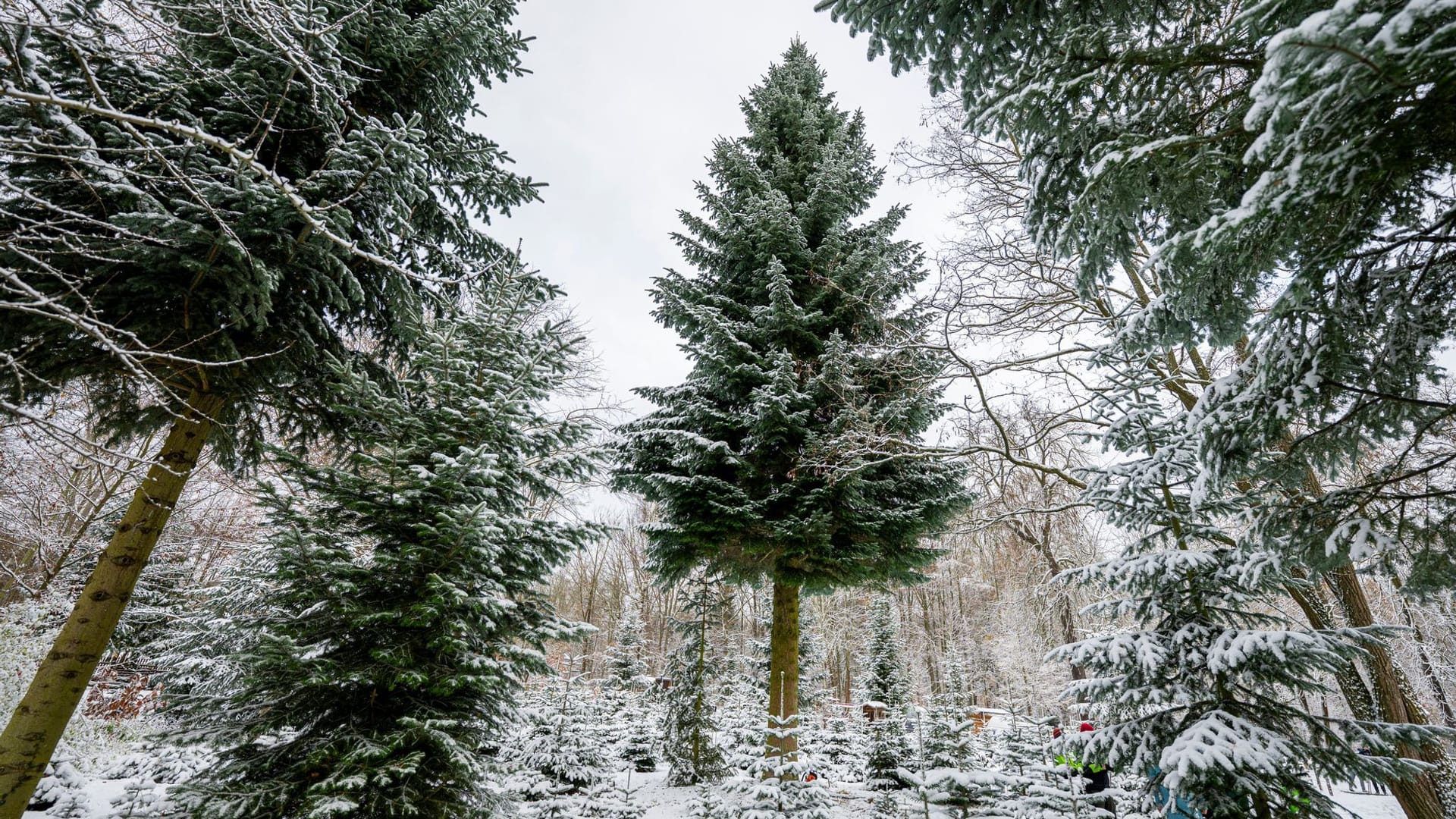 Weihnachtsbaum Weihnachtsbaum