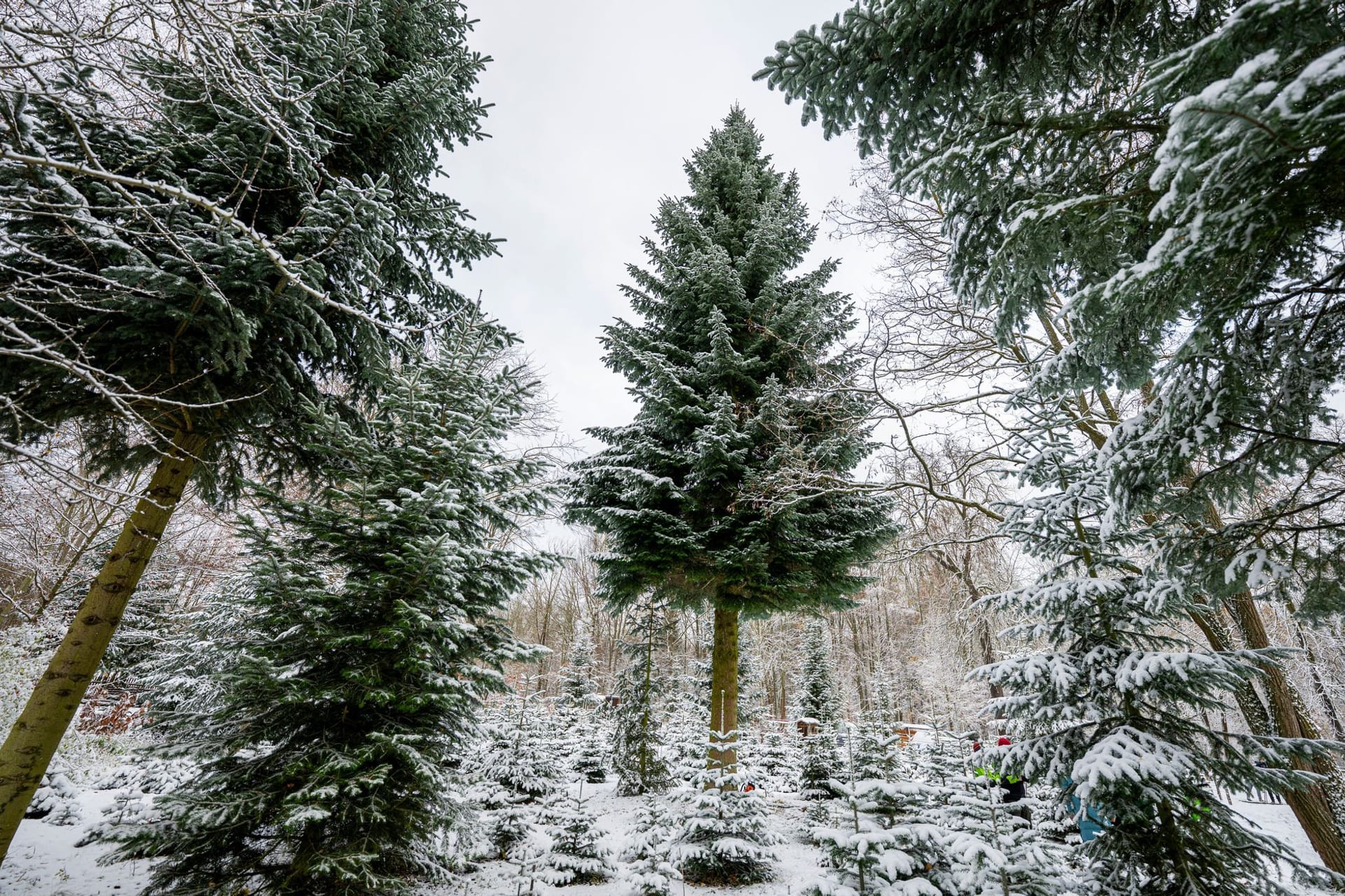 Weihnachtsbaum Weihnachtsbaum