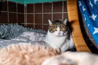 Eine Katze sitzt in ihrer Unterbringung im Tierheim Duisburg.