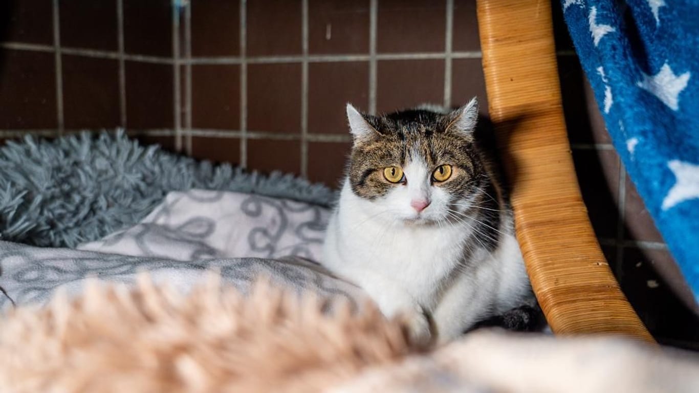 Eine Katze sitzt in ihrer Unterbringung im Tierheim Duisburg.