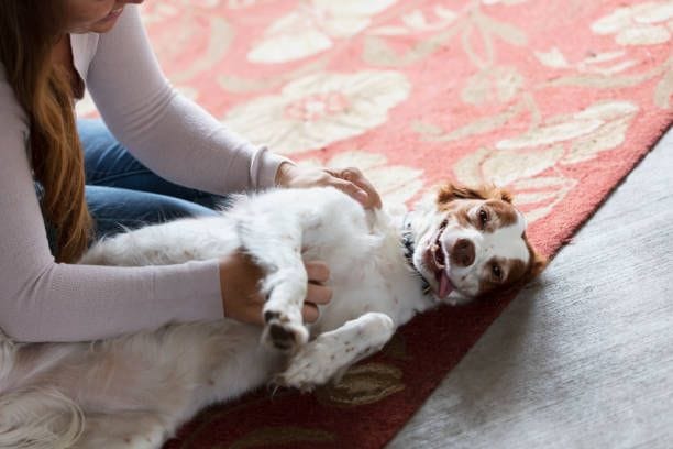 Hund: Mit vorbeugendem Training können Sie Ihren Vierbeiner an laute Geräusche gewöhnen.