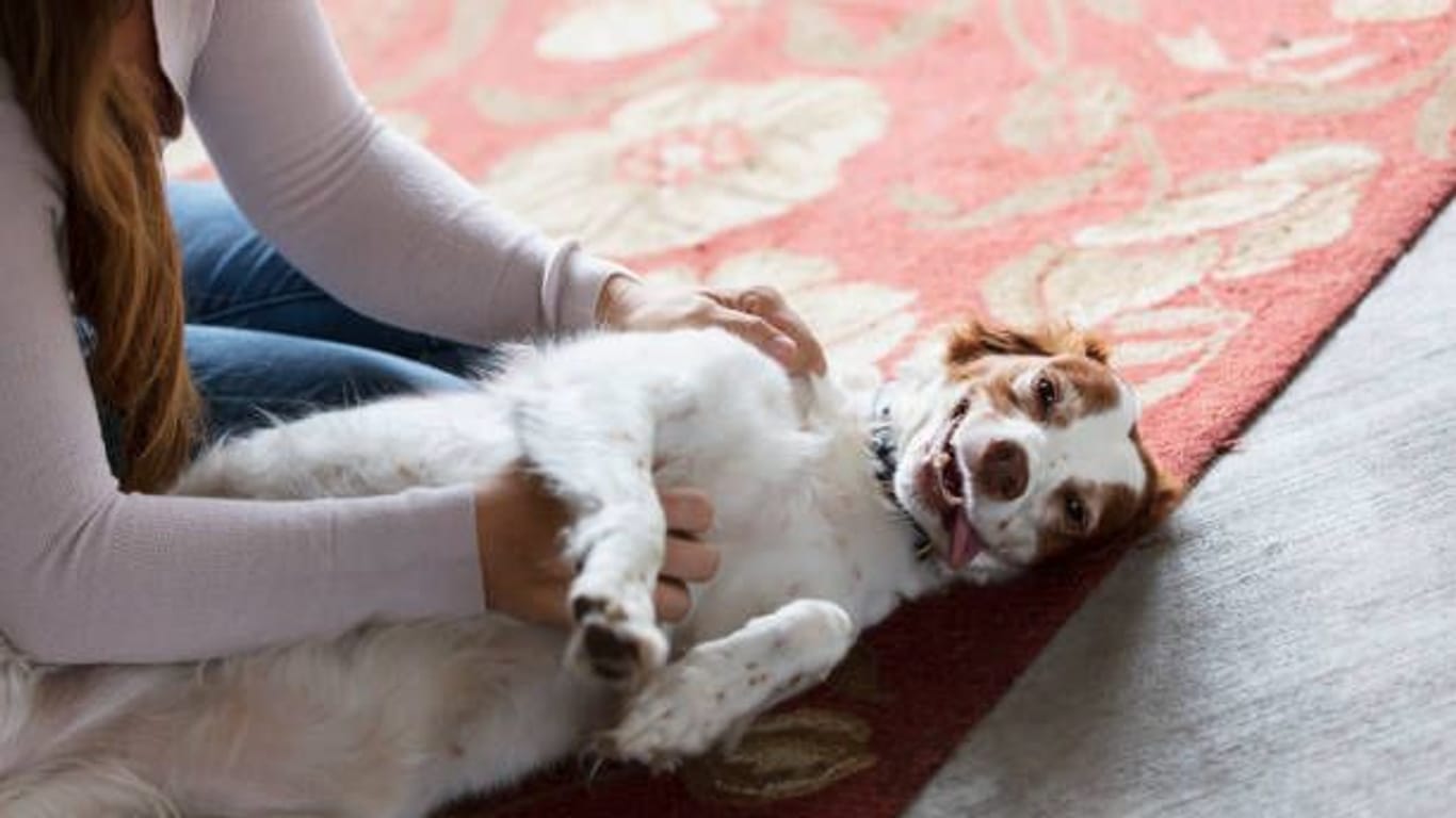 Hund: Mit vorbeugendem Training können Sie Ihren Vierbeiner an laute Geräusche gewöhnen.
