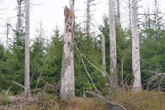 Baumsterben im Nationalpark Harz: Die Klimakatastrophe wird hier sichtbar.