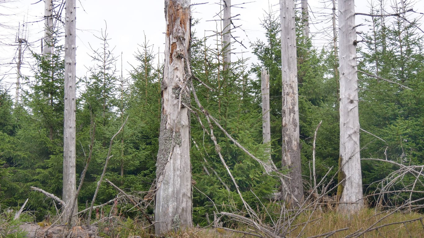 Baumsterben im Nationalpark Harz: Die Klimakatastrophe wird hier sichtbar.