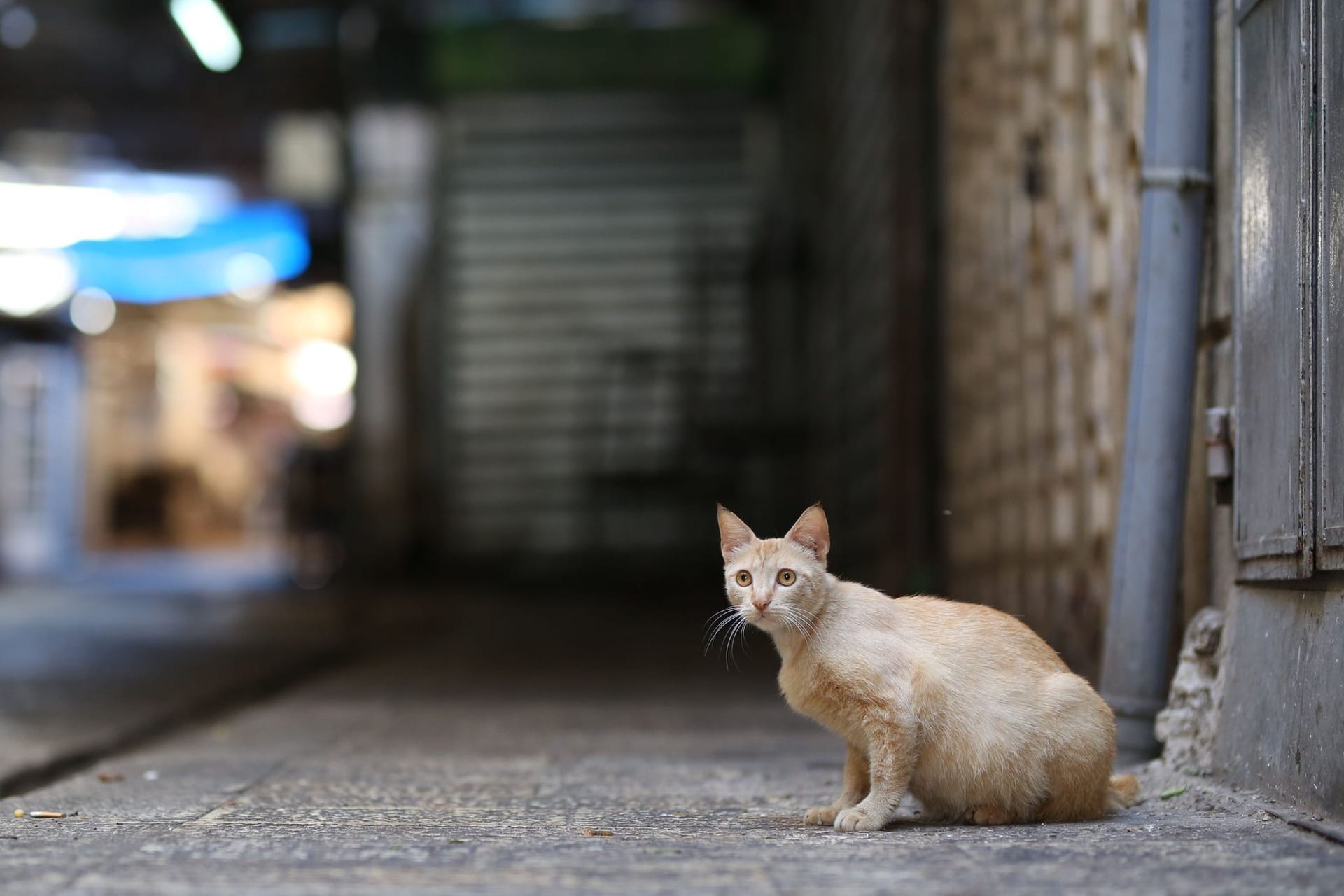 Straßenkatze