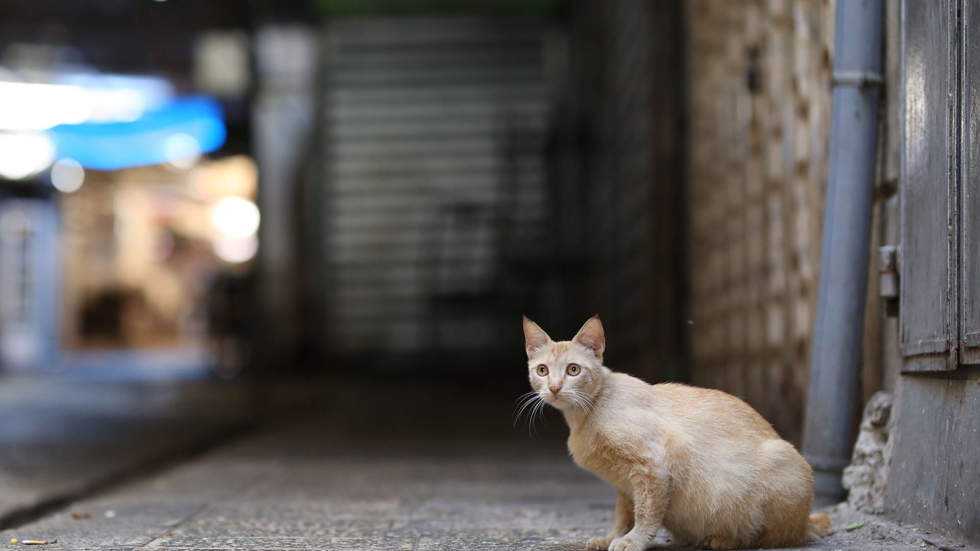 Straßenkatze Straßenkatze