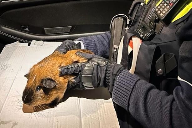 Eine Beamtin hält das Meerschweinchen in Händen: Der kleine Nager blieb zum Glück unverletzt.