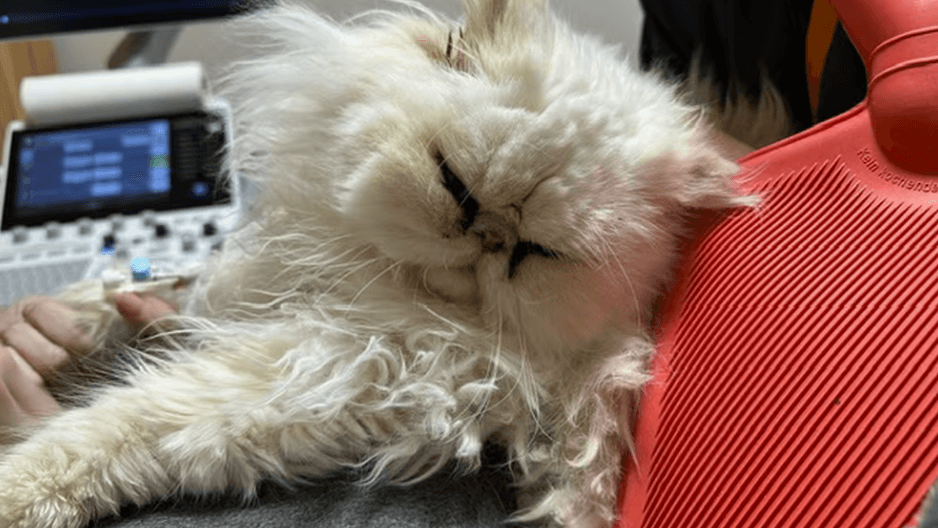 Katze "Pieps": Als das Tier in die Einrichtung kam, hatte es starke Blutungen. Katze "Pieps": Als das Tier in die Einrichtung kam, hatte es starke Blutungen.
