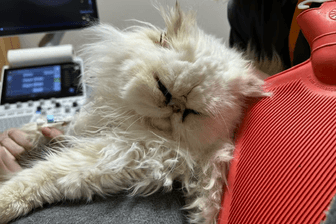 Katze "Pieps": Als das Tier in die Einrichtung kam, hatte es starke Blutungen.