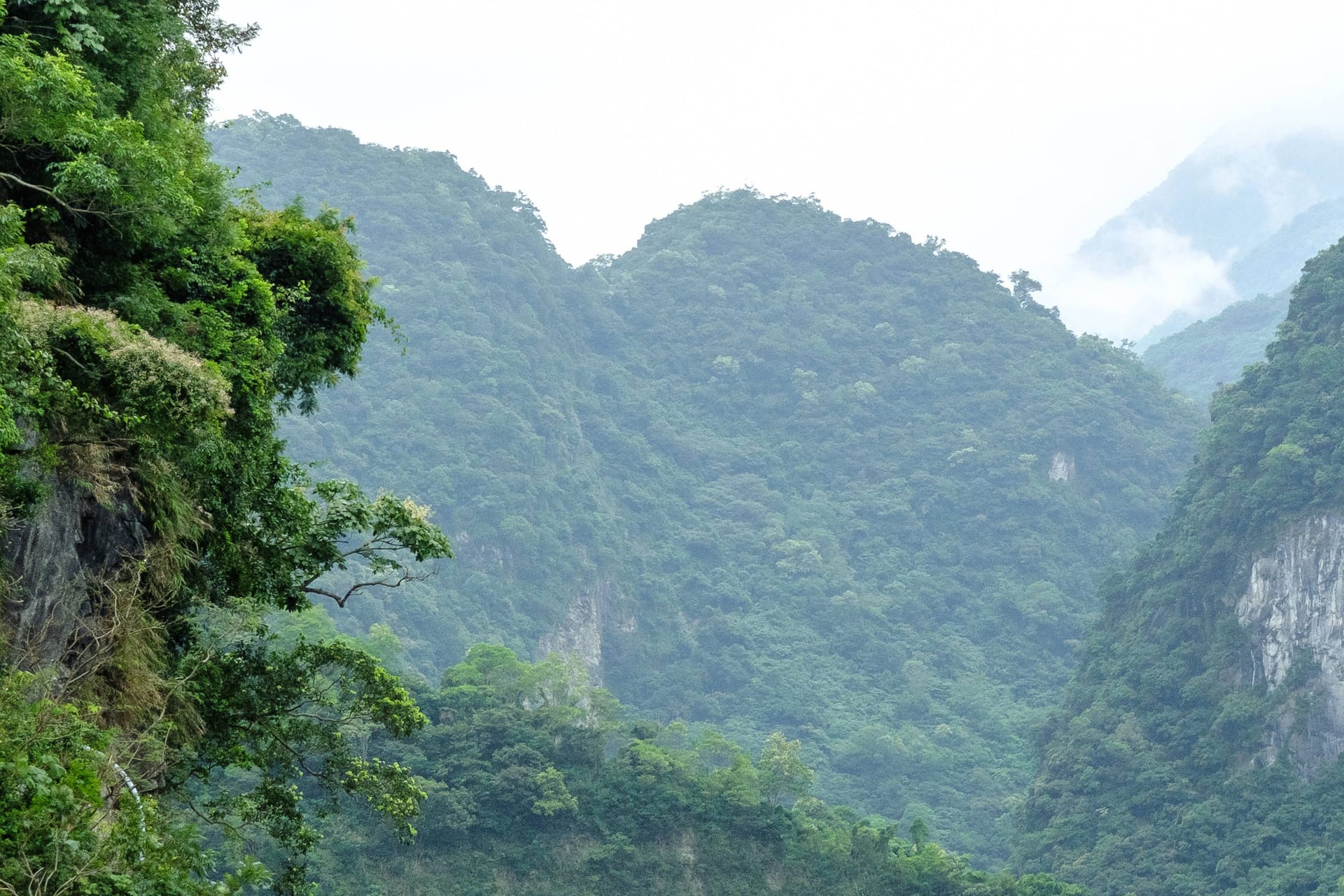 Dschungel in Taiwan (Symbolbild): Weil sie ihre Geodaten übermittelte, konnte die Frau gerettet werden.