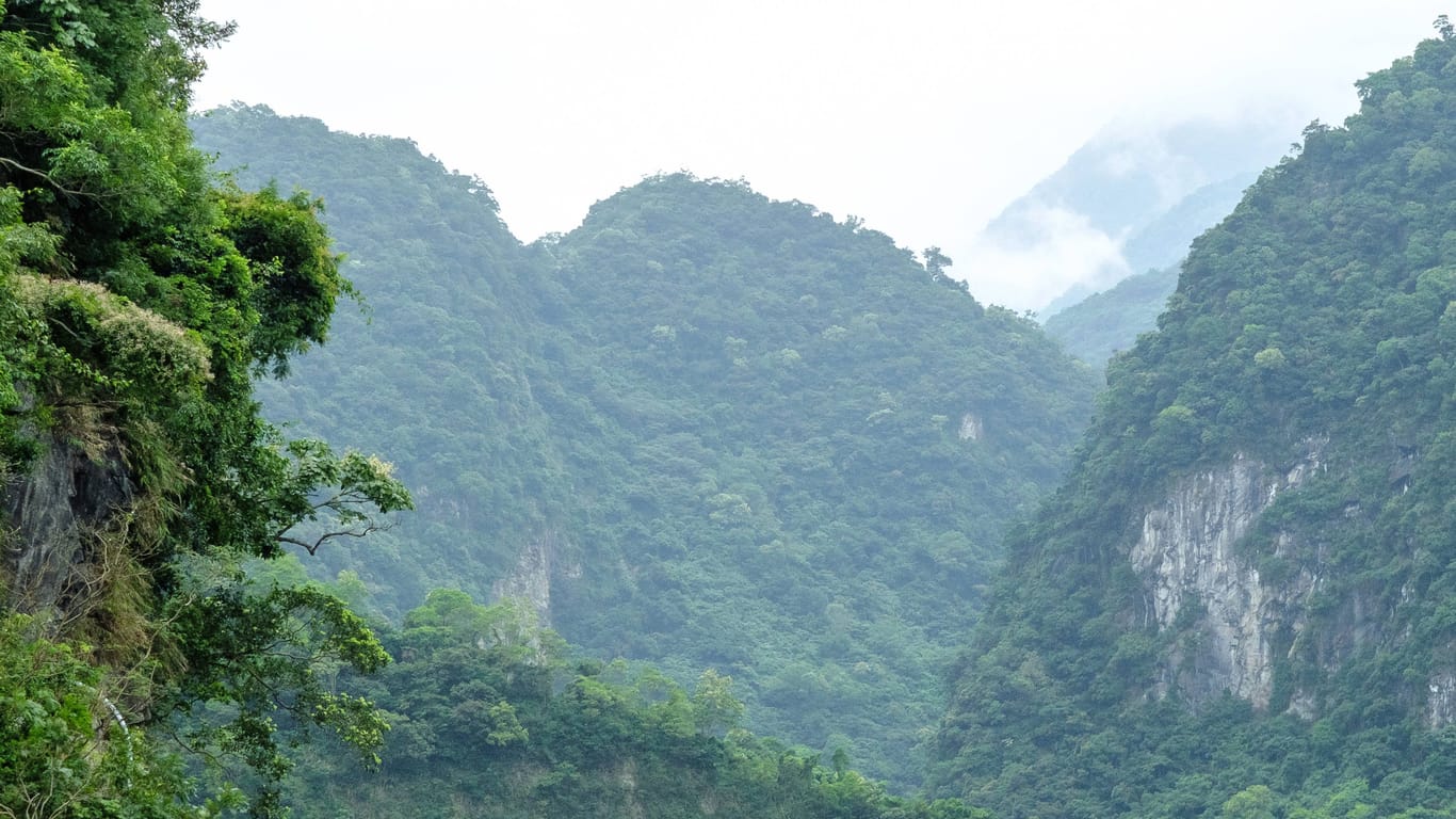 Dschungel in Taiwan (Symbolbild): Weil sie ihre Geodaten übermittelte, konnte die Frau gerettet werden.