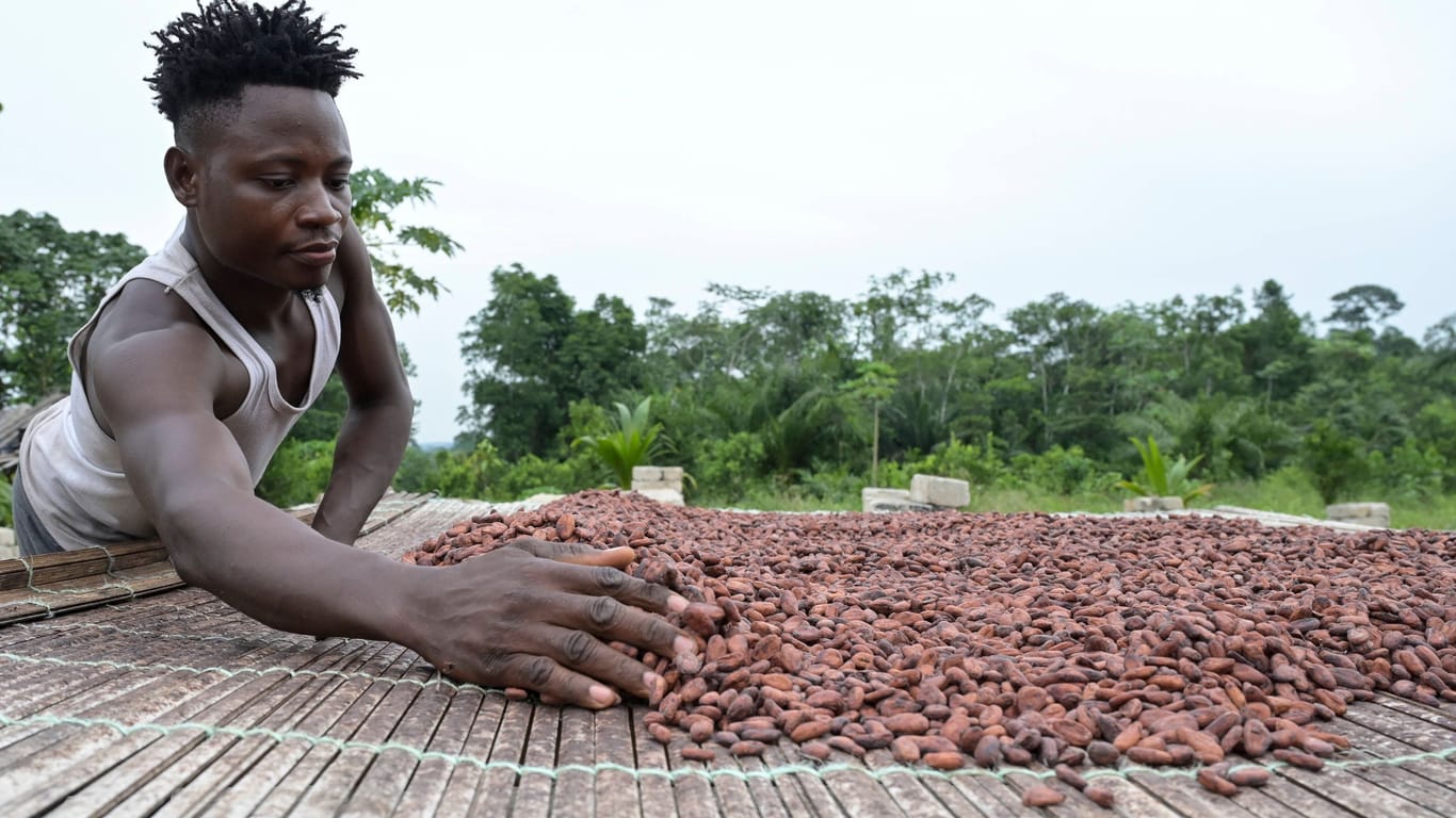 Eine Kakaofarm in Côte d'Ivoire (Elfenbeinküste, Symbolbild): Mit dem Lieferkettengesetz will die EU die Rechte von Arbeitnehmern auf der ganzen Welt stärken.