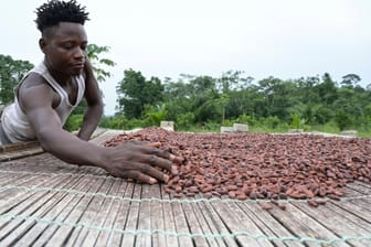 Eine Kakaofarm in Côte d'Ivoire (Elfenbeinküste, Symbolbild): Mit dem Lieferkettengesetz will die EU die Rechte von Arbeitnehmern auf der ganzen Welt stärken.