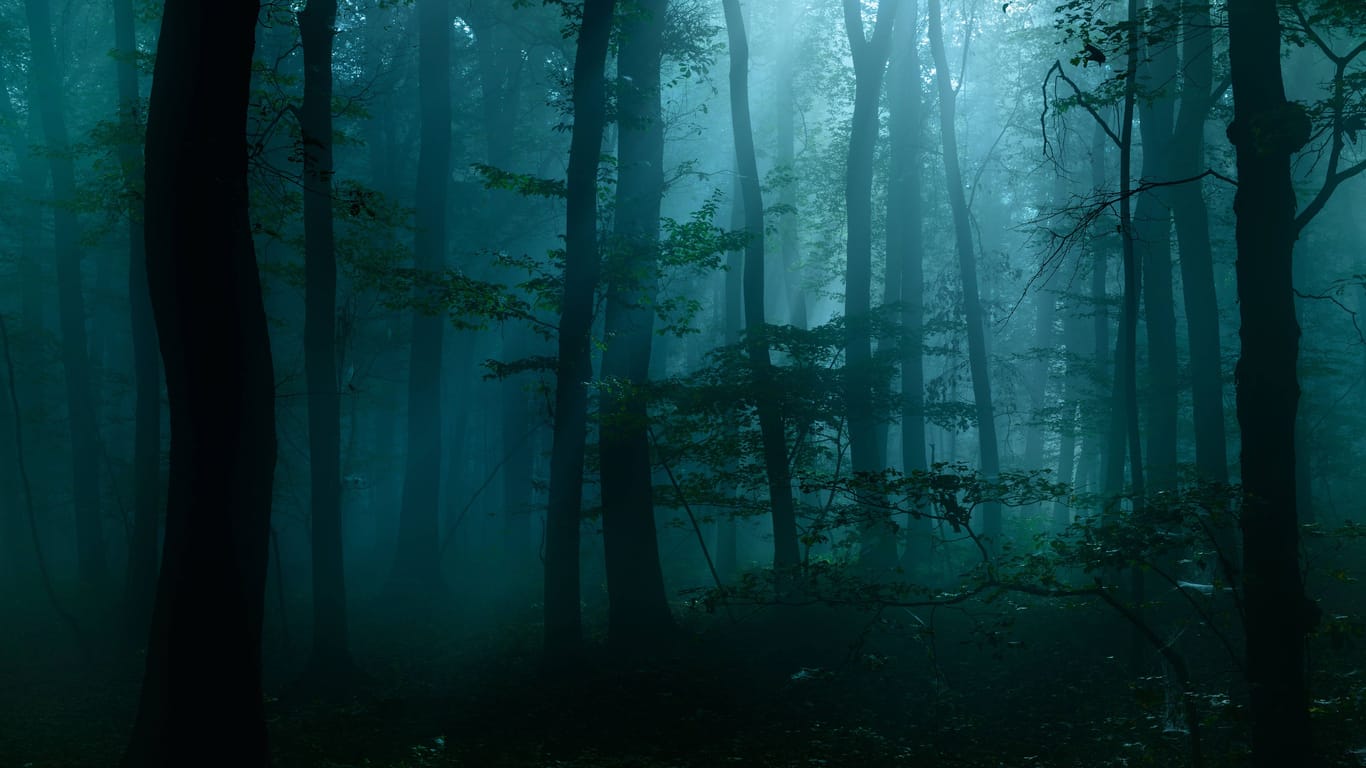 Geheimnisvoller dunkler Wald (Symbolbild): Zwei Menschen wurden in Bremerhaven vermisst.