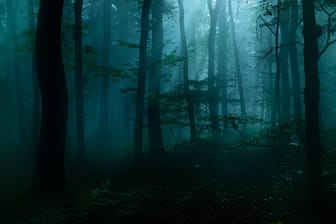 Geheimnisvoller dunkler Wald (Symbolbild): Zwei Menschen wurden in Bremerhaven vermisst.