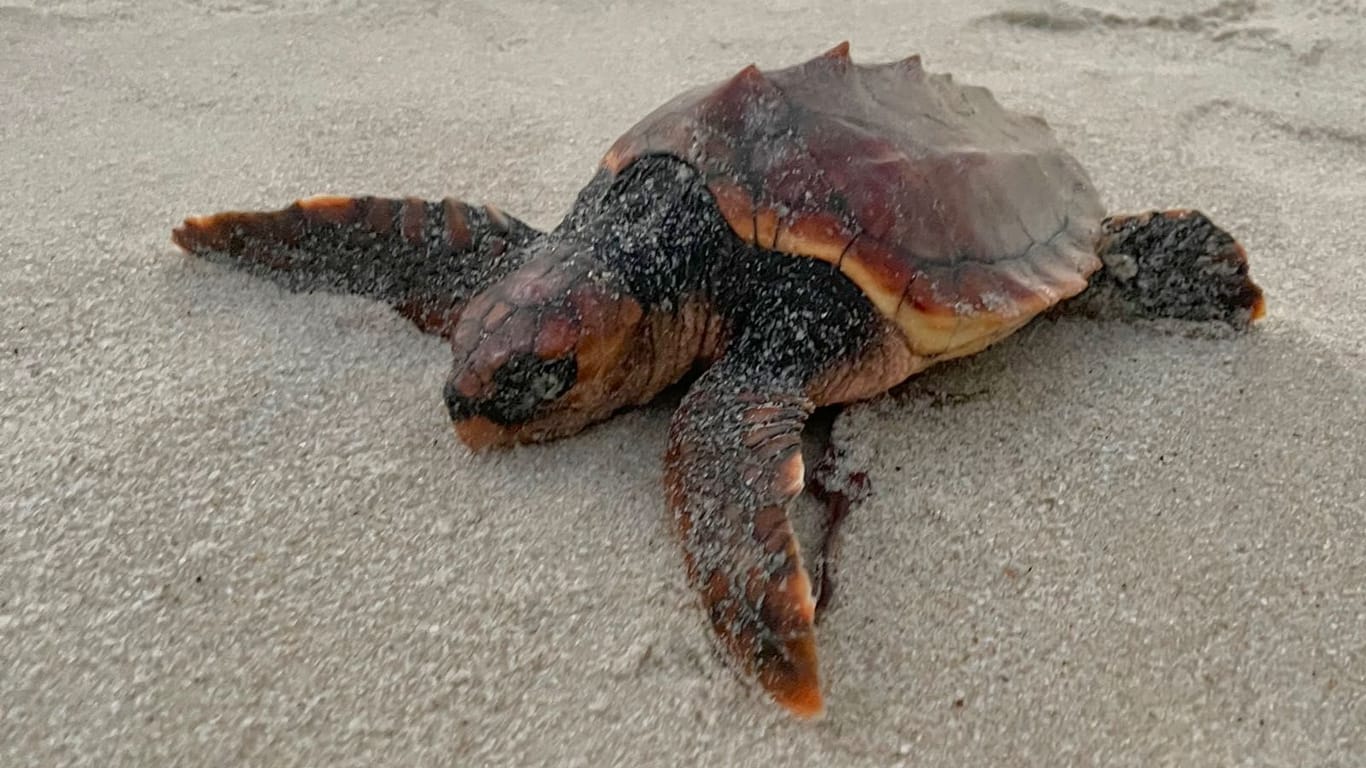 Schildkröte am Strand von Sylt: Das Tier wurde völlig ausgelaugt angespült und kam nicht alleine zurück ins Wasser.