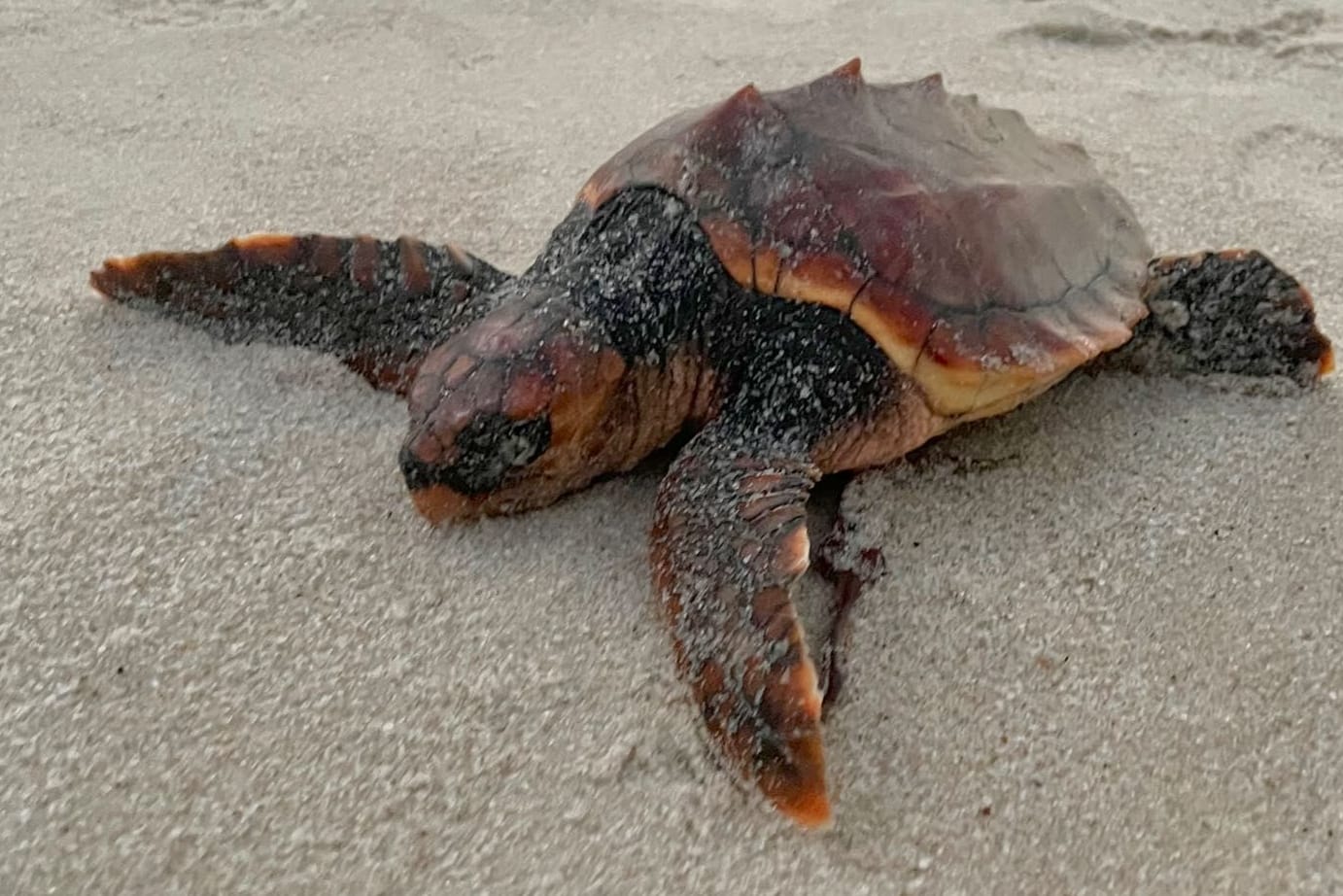 Schildkröte am Strand von Sylt: Das Tier wurde völlig ausgelaugt angespült und kam nicht alleine zurück ins Wasser.