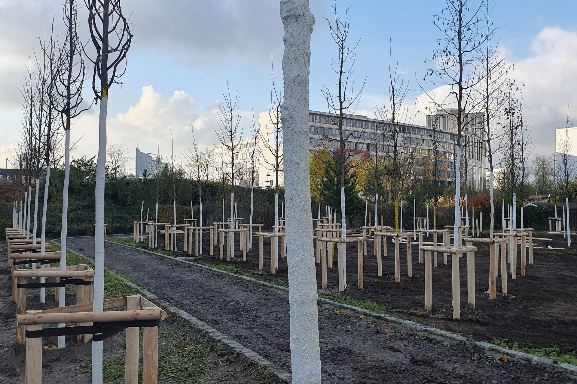 Die Stadt hat Bäume und Sträucher gepflanzt: Aus einem Parkplatz wird ein kleiner Stadtwald.