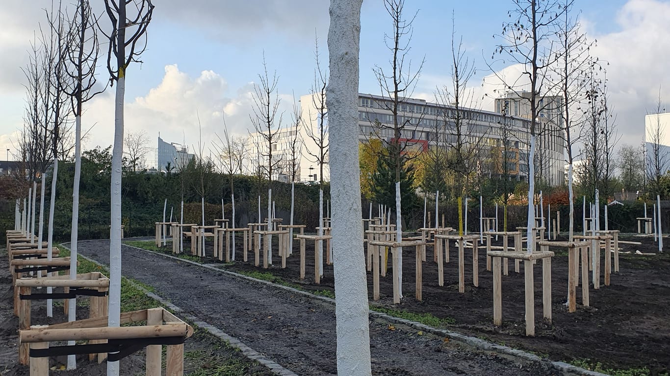 Die Stadt hat Bäume und Sträucher gepflanzt: Aus einem Parkplatz wird ein kleiner Stadtwald.