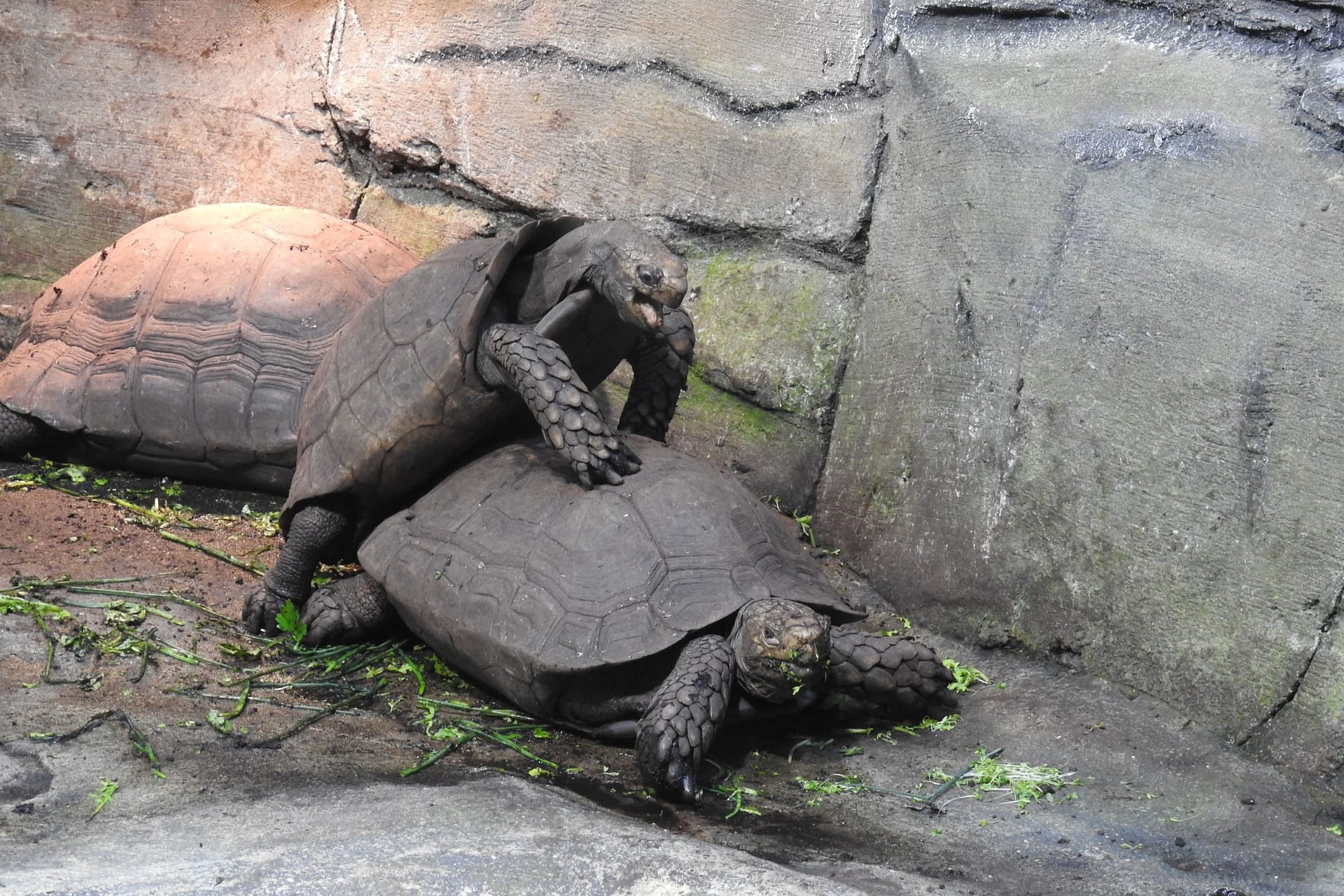 Gemütlich, aber lautstark: Die Paarung der Braunen Landschildkröten (Manouria emys) im Aquazoo ist sogar durch die dicken Scheiben des Terrariums zu hören.