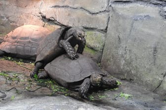 Gemütlich, aber lautstark: Die Paarung der Braunen Landschildkröten (Manouria emys) im Aquazoo ist sogar durch die dicken Scheiben des Terrariums zu hören.