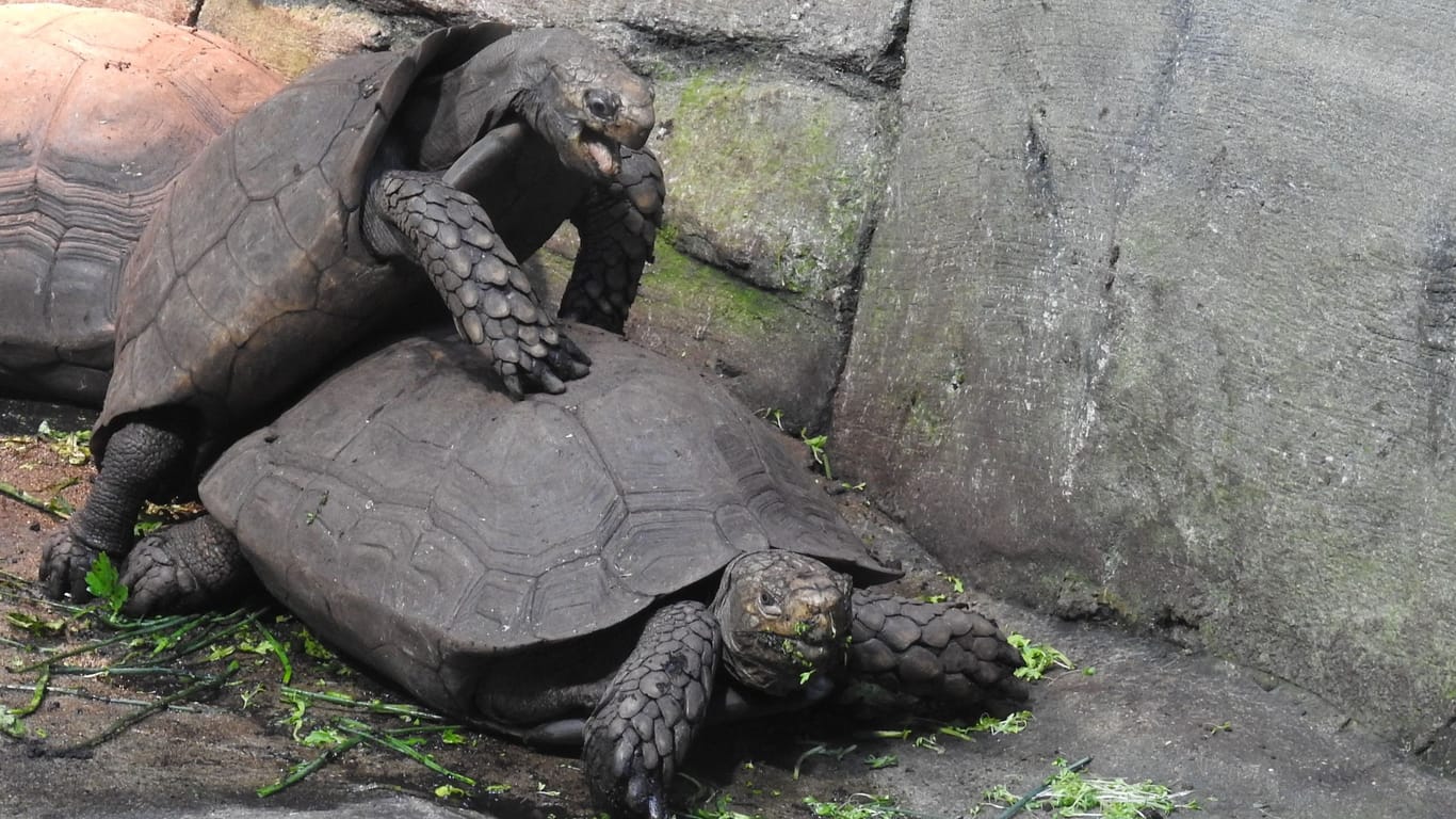 Gemütlich, aber lautstark: Die Paarung der Braunen Landschildkröten (Manouria emys) im Aquazoo ist sogar durch die dicken Scheiben des Terrariums zu hören.