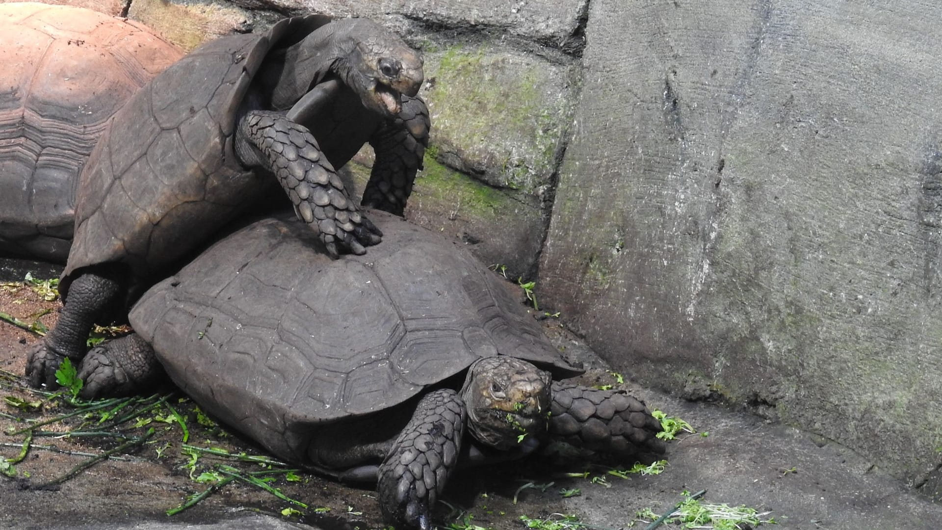 Gemütlich, aber lautstark: Die Paarung der Braunen Landschildkröten (Manouria emys) im Aquazoo ist sogar durch die dicken Scheiben des Terrariums zu hören. Gemütlich, aber lautstark: Die Paarung der Braunen Landschildkröten (Manouria emys) im Aquazoo ist sogar durch die dicken Scheiben des Terrariums zu hören.