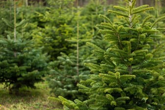 Tanne (Symbolbild): Der Weihnachtsbaum kann Probleme Gesundheitsprobleme auslösen.