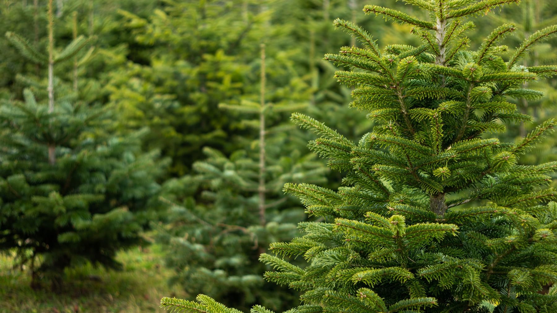 Weihnachtsbaum-Syndrom: Niesanfall an Weihnachten - Haberalani.com