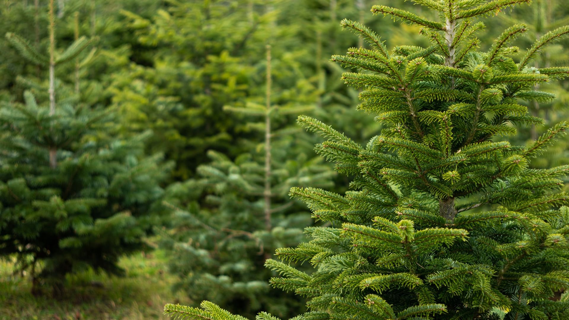 Tanne (Symbolbild): Der Weihnachtsbaum kann Probleme Gesundheitsprobleme auslösen.