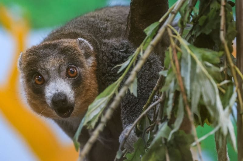 Ein Mongozmaki sitzt im Zoo in einem Baum (Symbolbild): In Köln sind zwei neue Tiere dieser Lemurenart eingezogen.