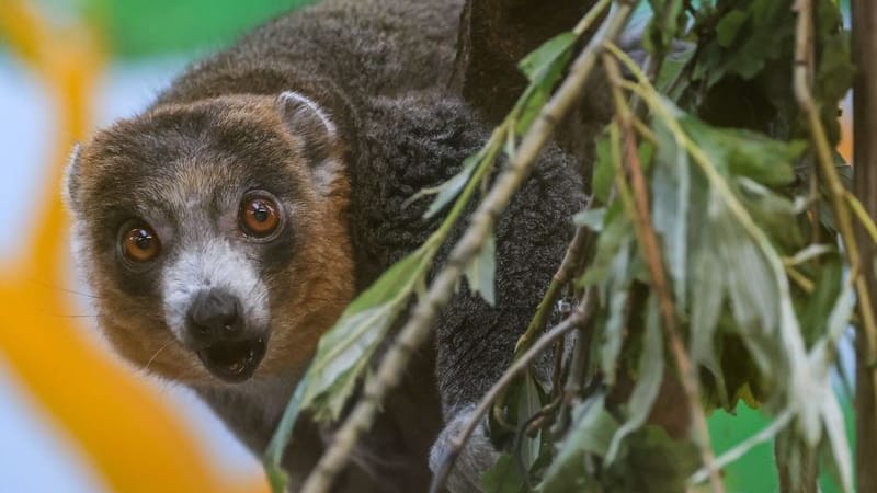 Ein Mongozmaki sitzt im Zoo in einem Baum (Symbolbild): In Köln sind zwei neue Tiere dieser Lemurenart eingezogen. Ein Mongozmaki sitzt im Zoo in einem Baum (Symbolbild): In Köln sind zwei neue Tiere dieser Lemurenart eingezogen.