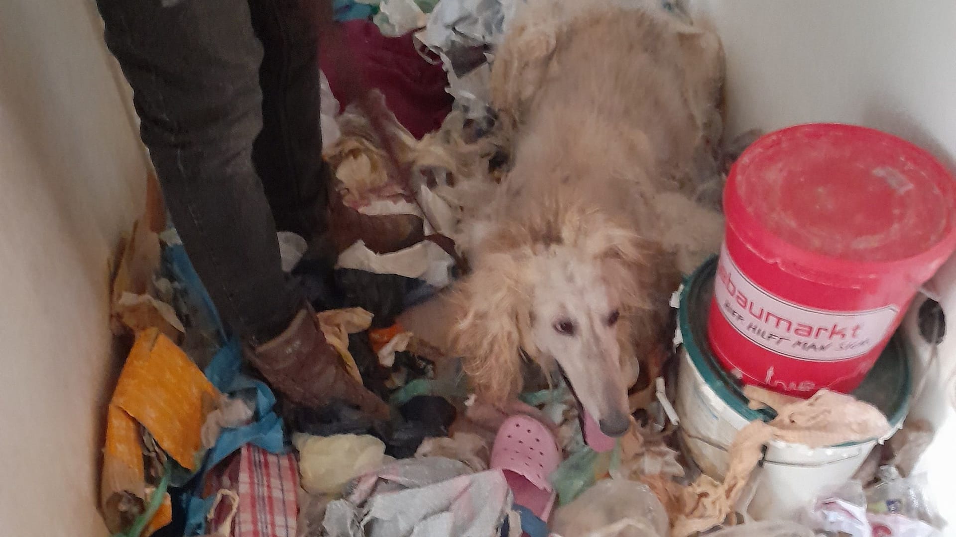 Der Windhund lebte in einer völlig zugemüllten Münchner Wohnung in Giesing.