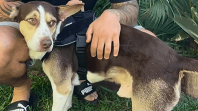 Der Hund Tronco: Er wartete bei seiner getöteten Besitzerin.