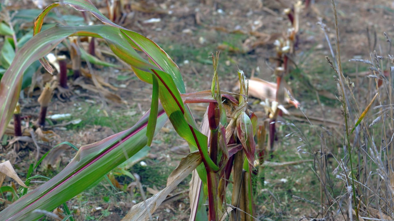 Für die Landwirtschaft haben die klimatischen Veränderungen teils extreme Folgen.
