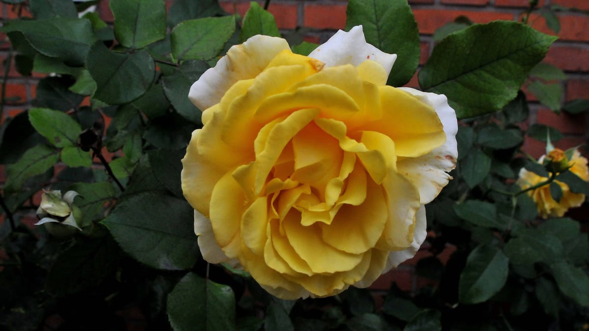 Gelbe Rose Das ist ihre Bedeutung und das können Sie damit ausdrücken