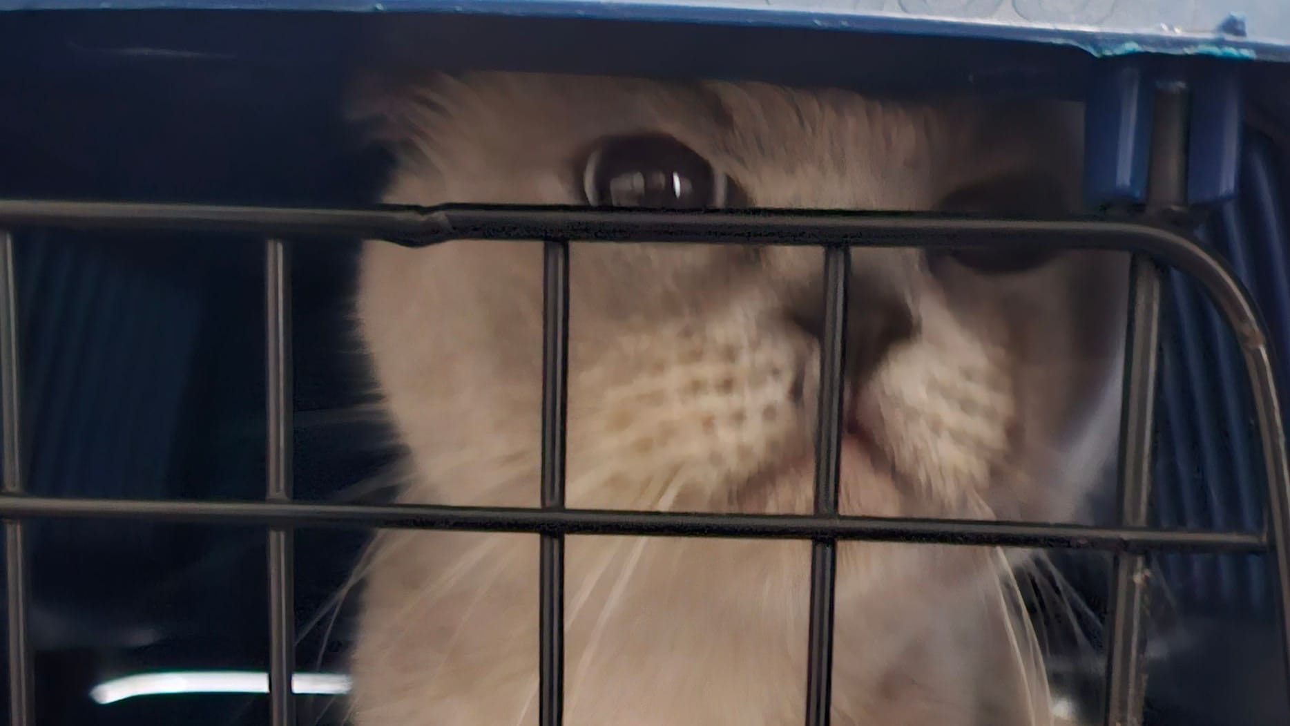 Eine der Siamkatzen aus der Wohnung wird in einer Box abtransportiert. Offenbar waren die Tiere für den Handel bestimmt. Eine der Siamkatzen aus der Wohnung wird in einer Box abtransportiert. Offenbar waren die Tiere für den Handel bestimmt.