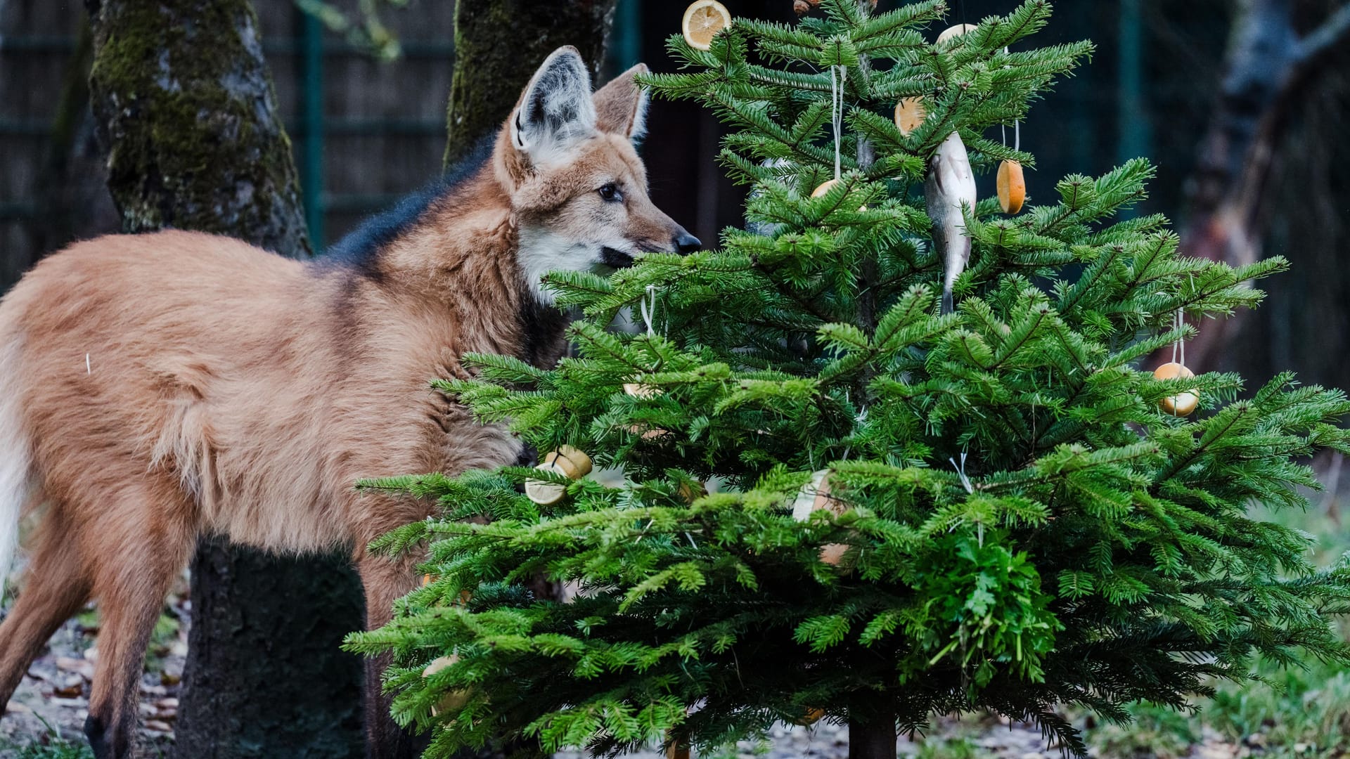 Die Mähnenwölfe dürfen sich über echten Fisch am Tannenbaum freuen.