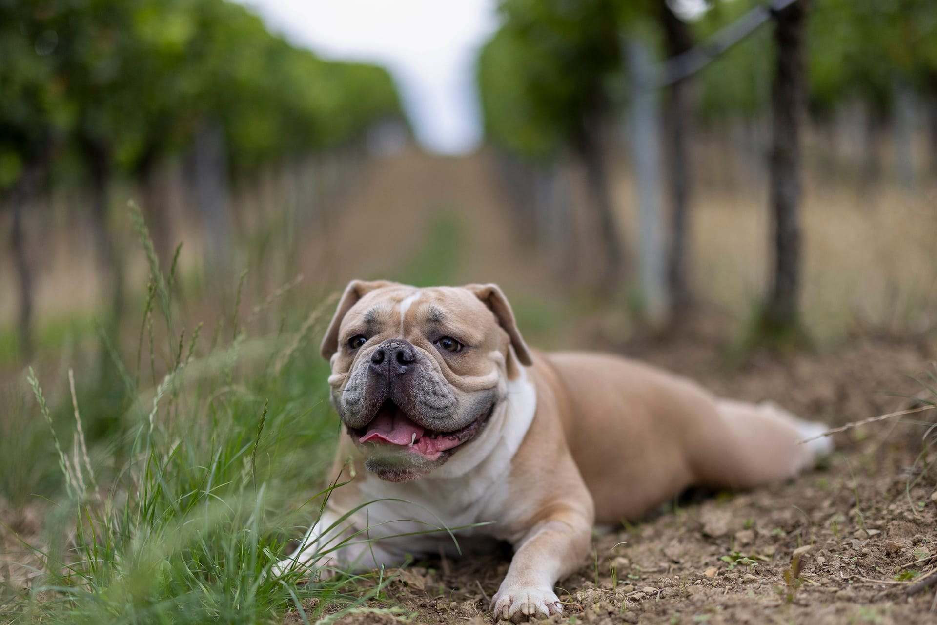 Eine Englische Bulldogge (Symbolbild): Der Hund lag tot in einem Wald.