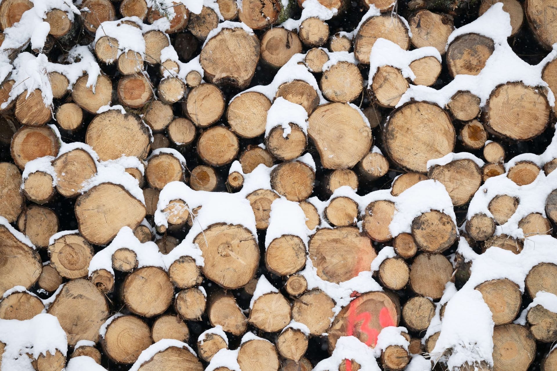 Holzdiebstahl