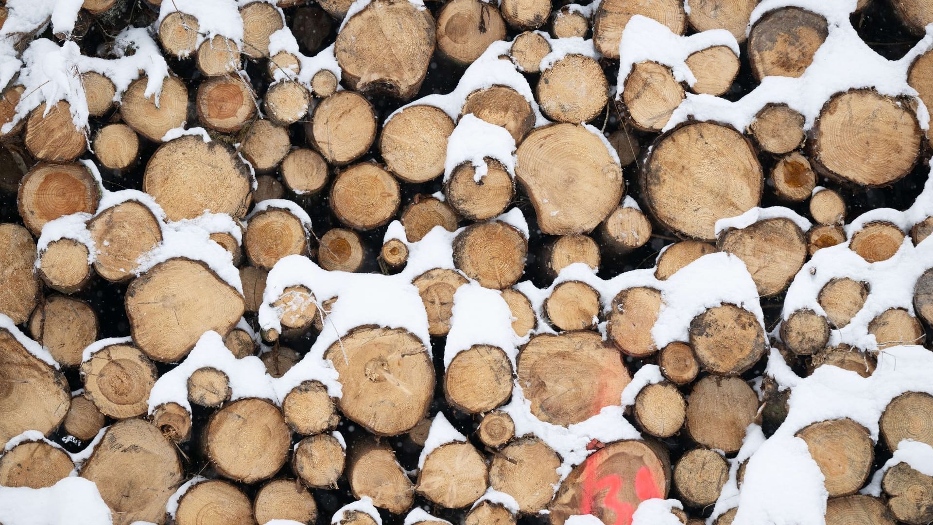 Holzdiebstahl Holzdiebstahl