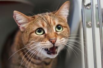 Eine kleine Katze in einer Transportbox: Rund um die Feiertage greift ein Tierheim zu drastischen Mitteln.