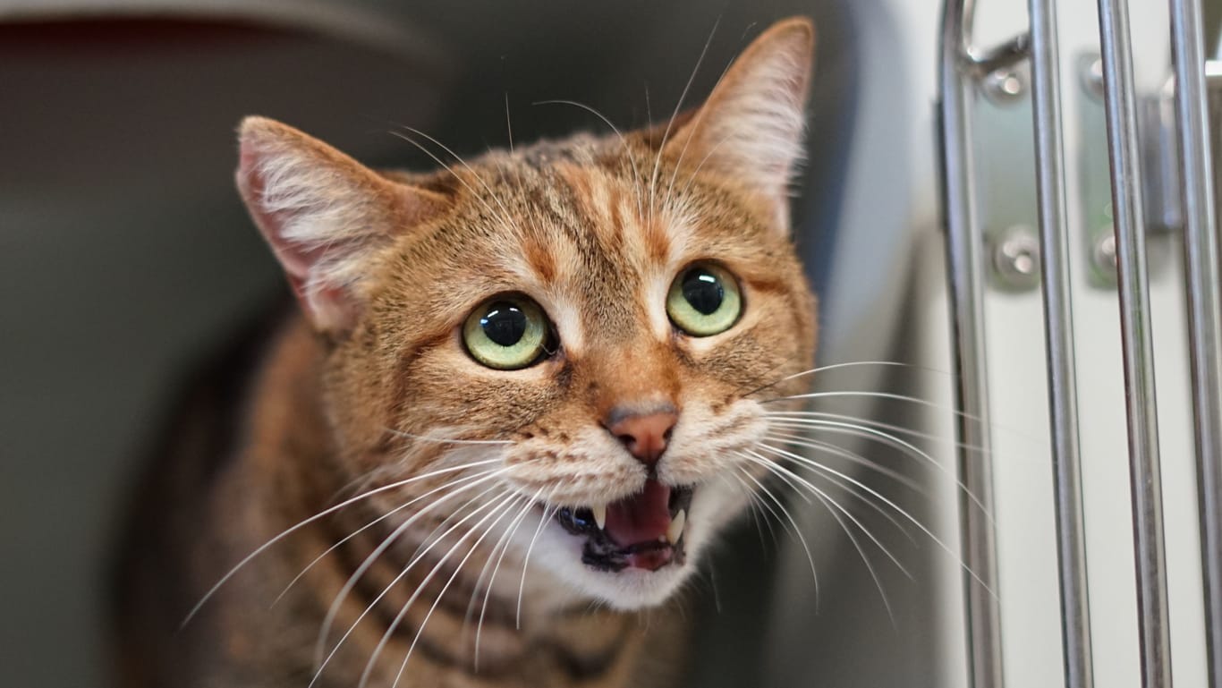 Eine kleine Katze in einer Transportbox: Rund um die Feiertage greift ein Tierheim zu drastischen Mitteln.