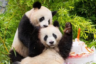 Zoo Berlin: 2019 sind die Pandazwillinge Pit und Paule im Berliner Zoo geboren worden. Jetzt sind die Tiere in China.