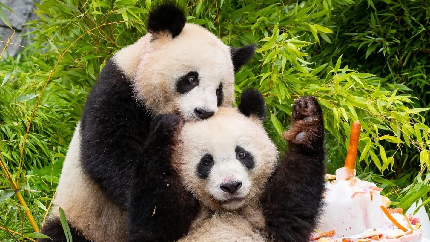 Zoo Berlin: 2019 sind die Pandazwillinge Pit und Paule im Berliner Zoo geboren worden. Jetzt sind die Tiere in China.