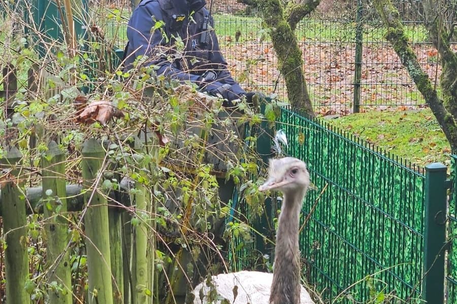 Ein Nandu in Schalksmühle: Der Schlawiner war durch ein Loch im Zaun geschlüpft.