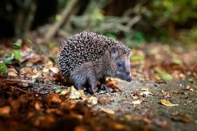 Ein junger Braunbrustigel (Erinaceus europaeus) sitzt zwischen Laub auf einem Gehweg vor einem Gebüsch: Der Igel ist zum Tier des Jahres 2024 gewählt worden.