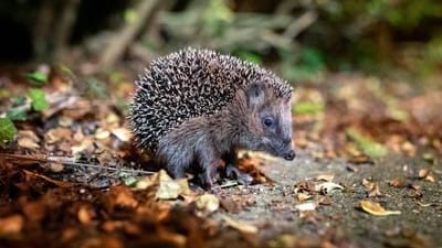 Ein junger Braunbrustigel (Erinaceus europaeus) sitzt zwischen Laub auf einem Gehweg vor einem Gebüsch: Der Igel ist zum Tier des Jahres 2024 gewählt worden.