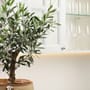 Olivenbaum als Zimmerpflanze: Darum klappt das sehr selten